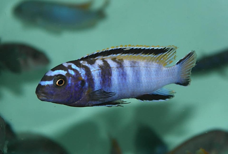 Tropheops kumwera 'Makokola Reef'